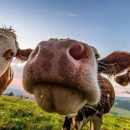 Апартаменты Altes Forsthaus - 